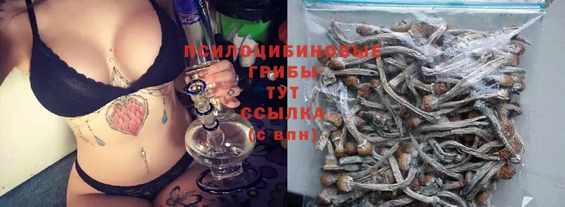 Псилоцибиновые грибы Psilocybine cubensis Нягань